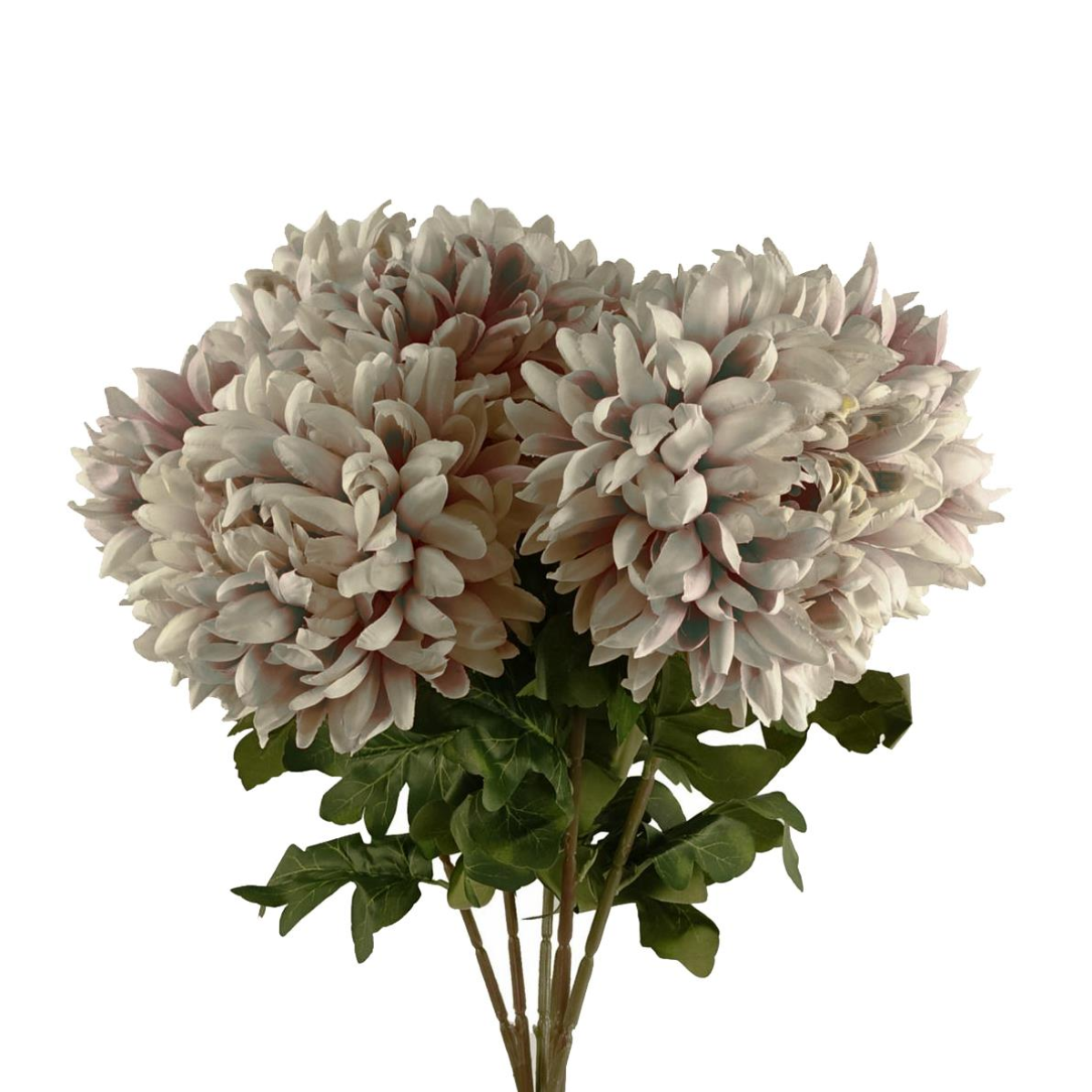 75cm chrysanthemum large - pack mushroom 6 product image