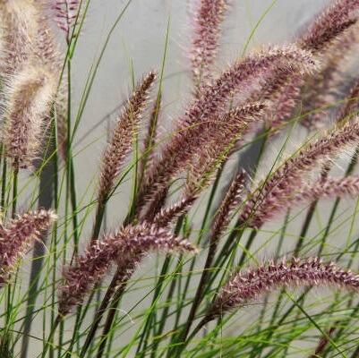 artificial foliage grass