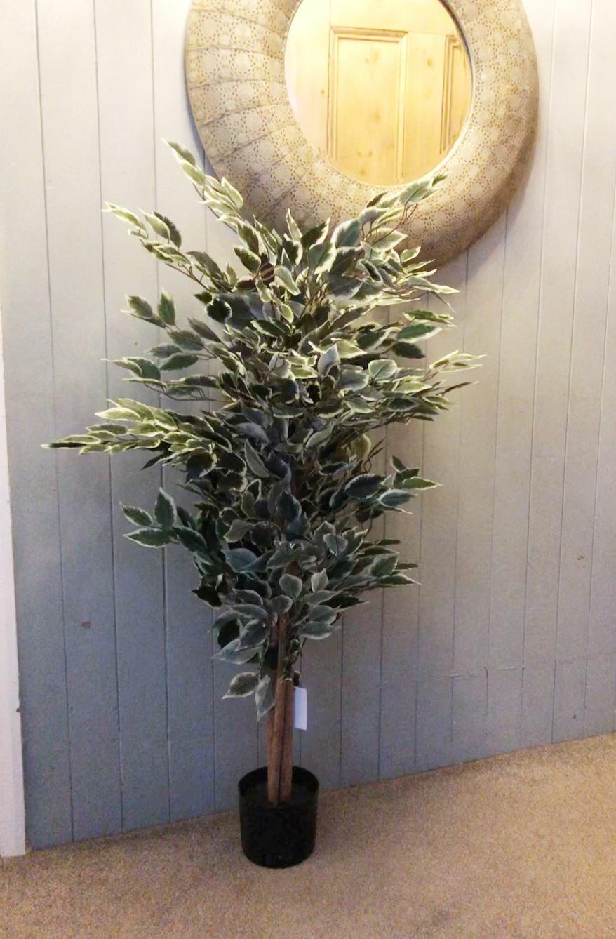 130cm tall variegated whitegreen bushy ficus tree view 4