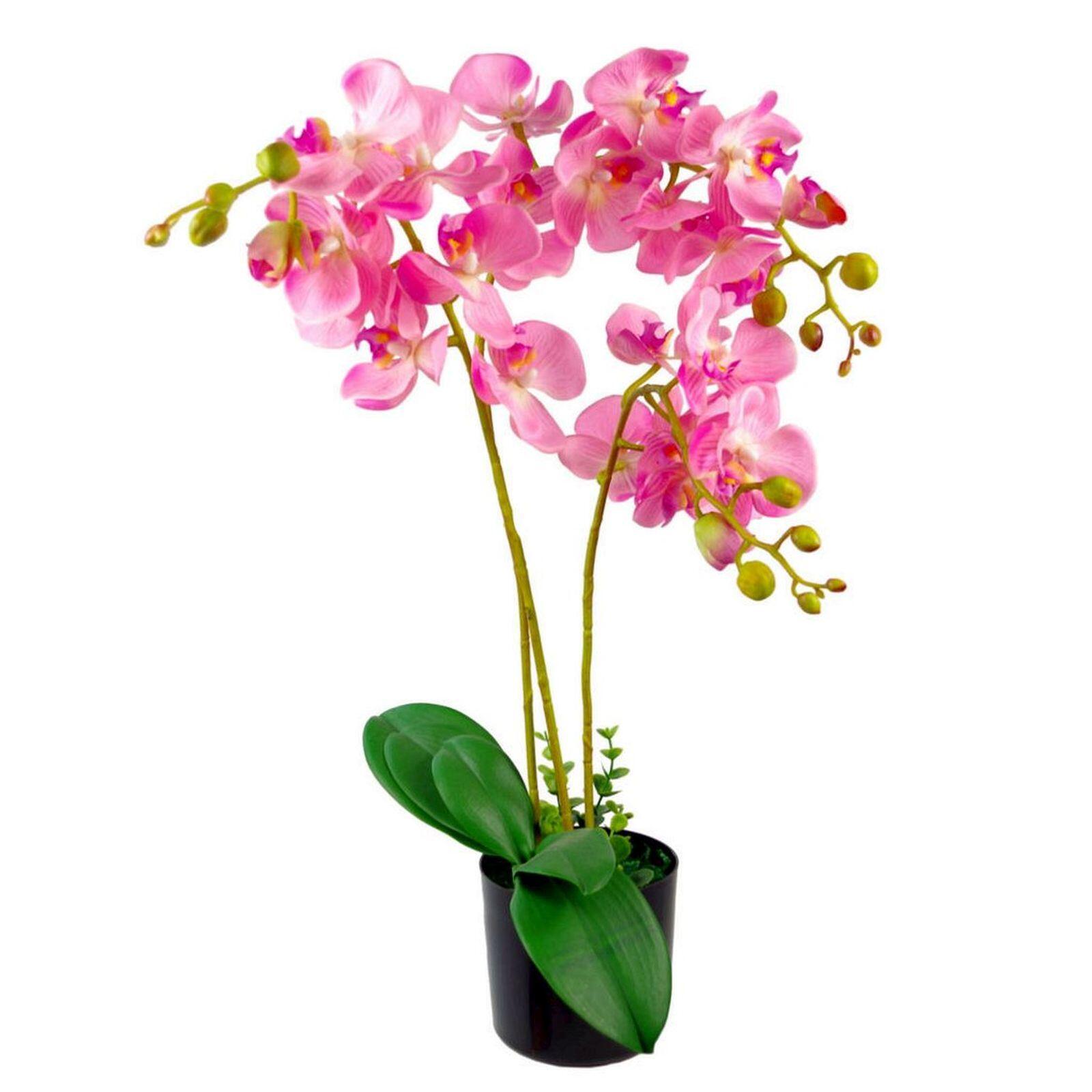 flower in pot