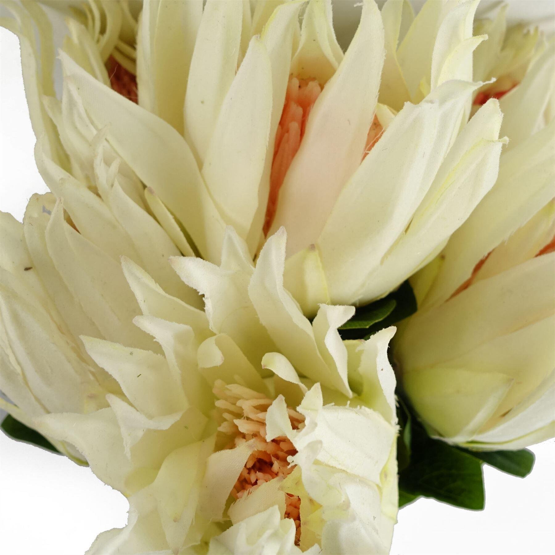 photo of 65cm protea sugarbush flower stem - white on display