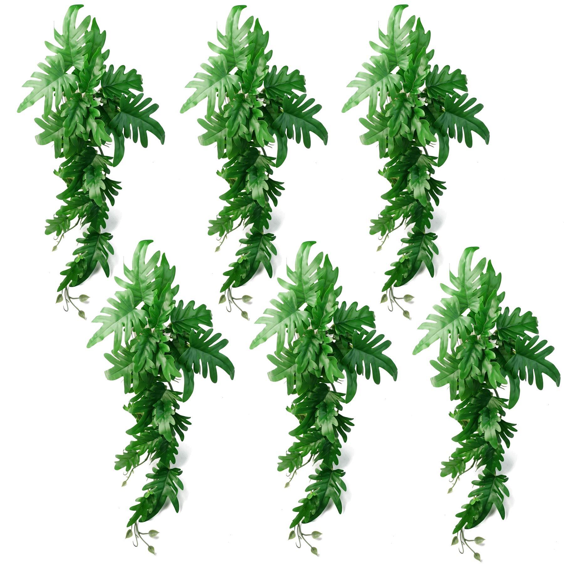 x plant large leaf 50cm trailing philodendron product image