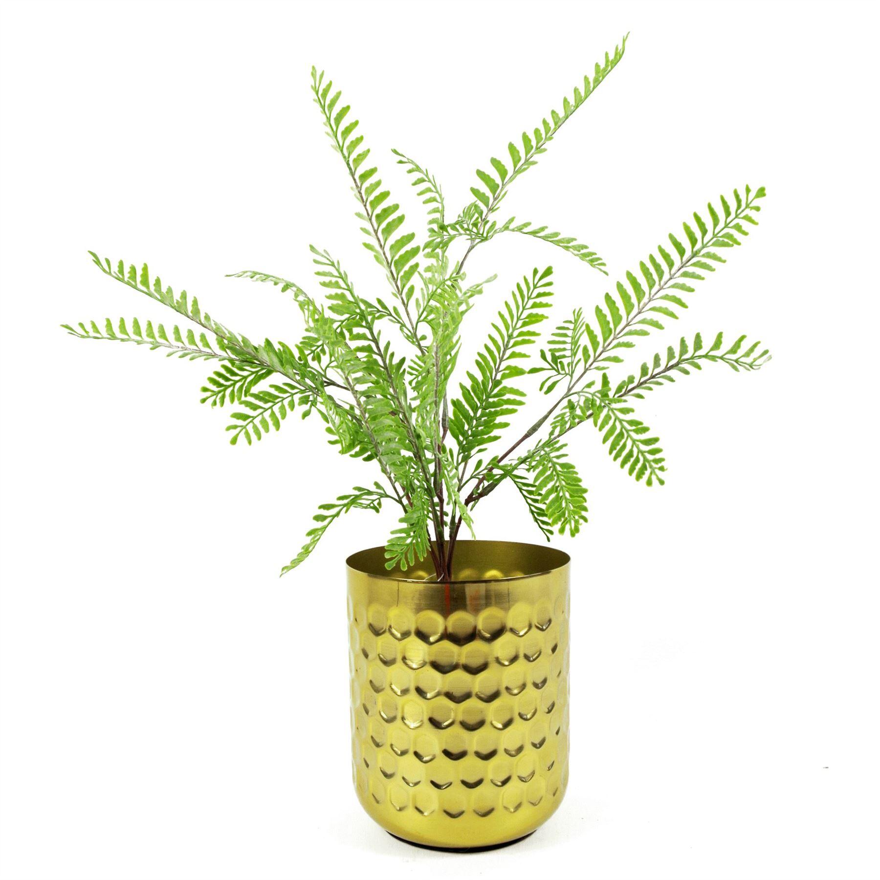 6 green fern light x bush plant product image