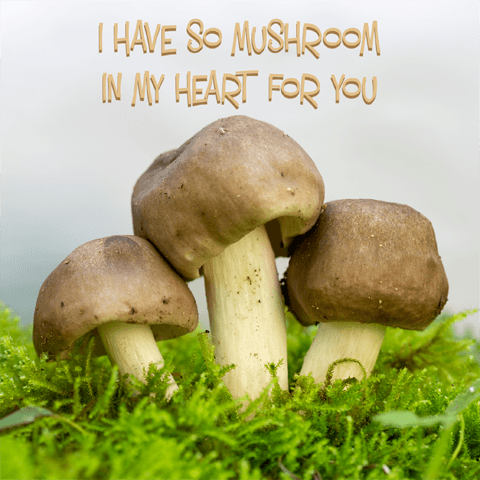 three mushrooms