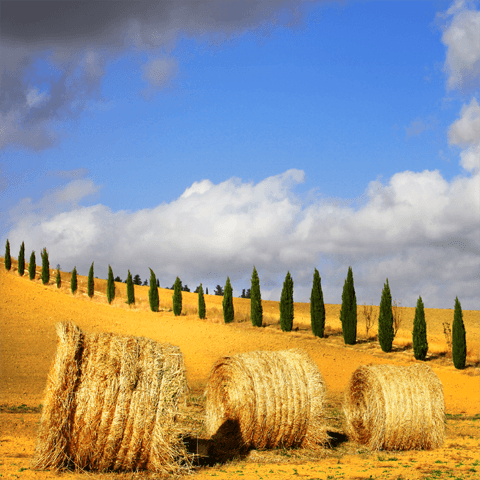 hay bales and harvest