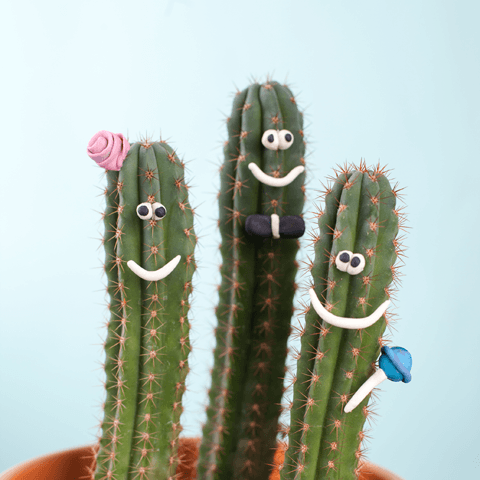 three cacti with cute smiling faces