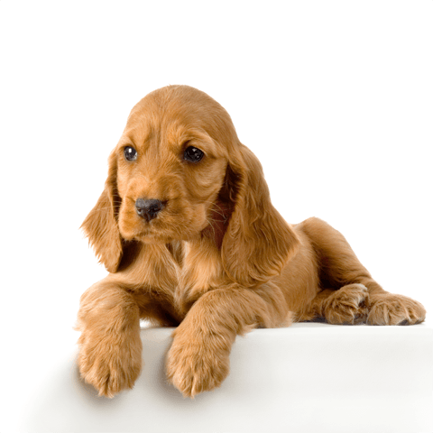 adorable brown puppy