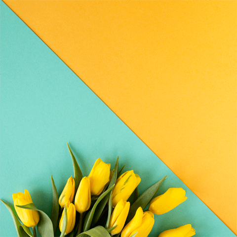 yellow tulips on a green and yellow background