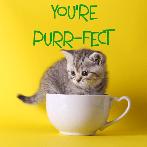 cute kitten in a teacup