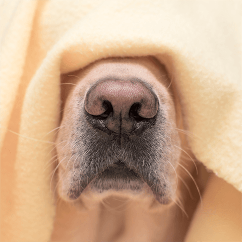 dog nose under a blanket