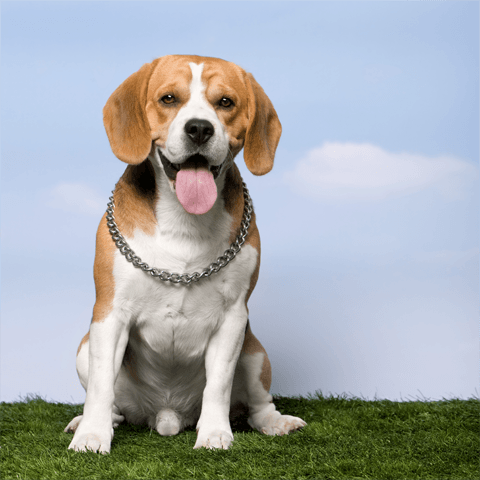 cute beagle puppy with his tongue out