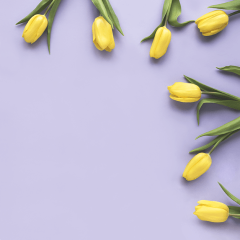 yellow tulips on a purple background