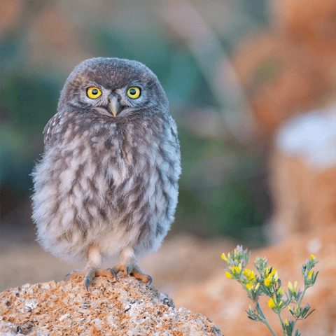 cute little owl