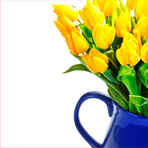 tulips in a blue jug