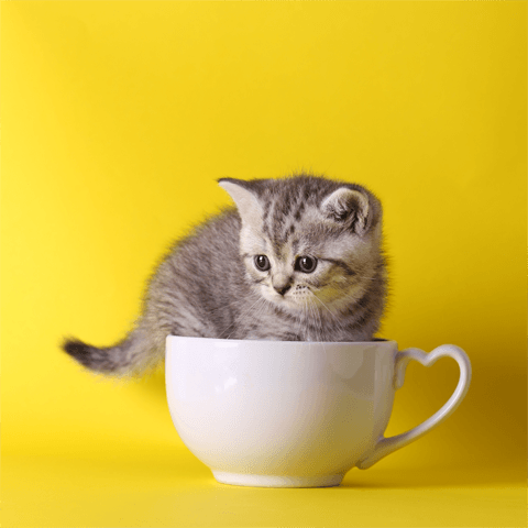 cute kitten in a cup