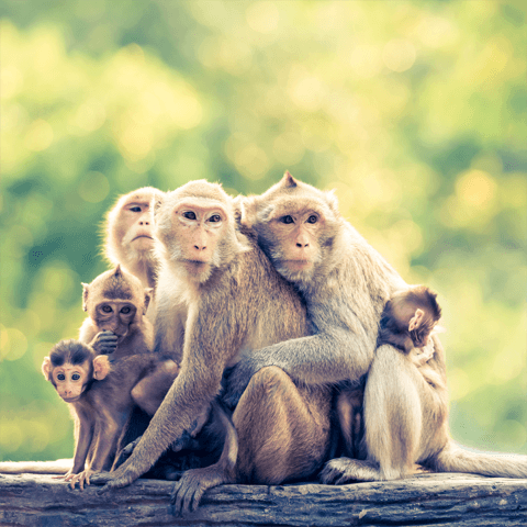 family of monkeys against a green background