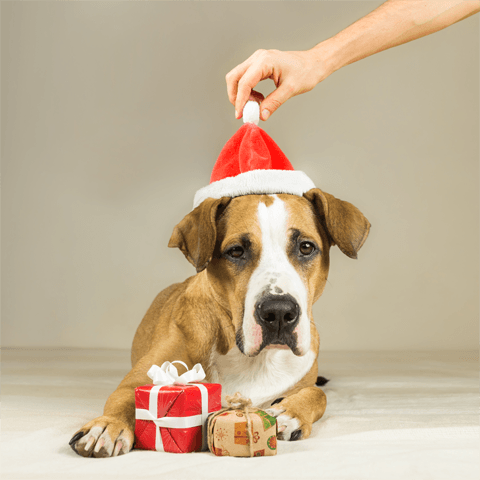 cute dog with a santa hat