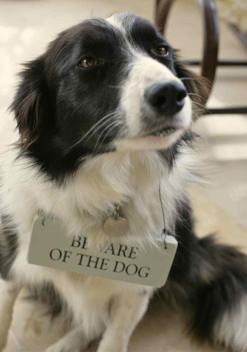 Border Collie dog wearing 'Beware of the dog' door sign