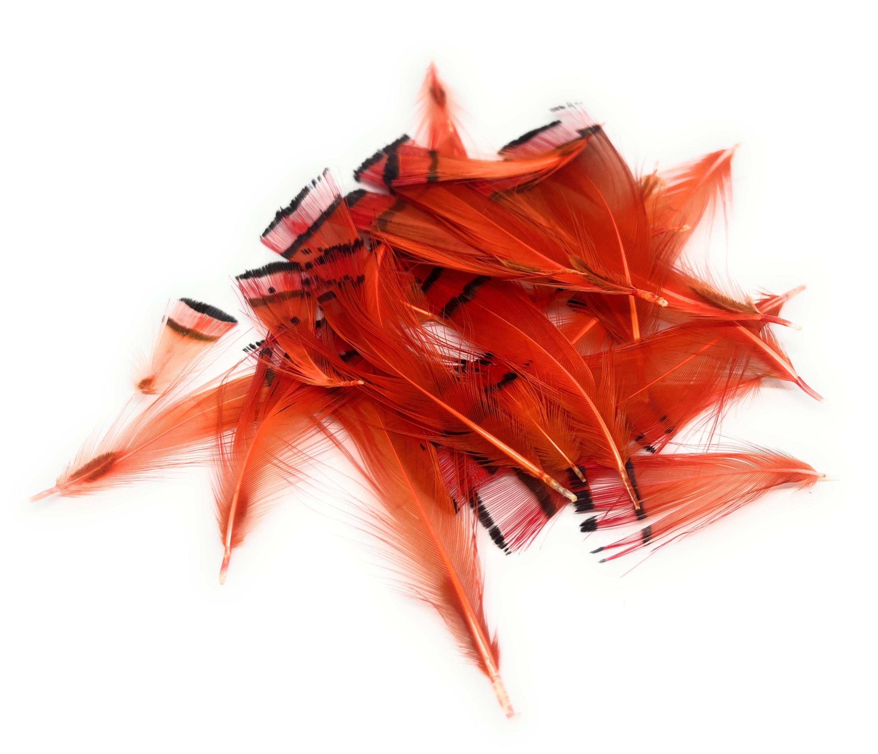 Hot Orange Pack of Golden Pheasant  Tippet Feathers