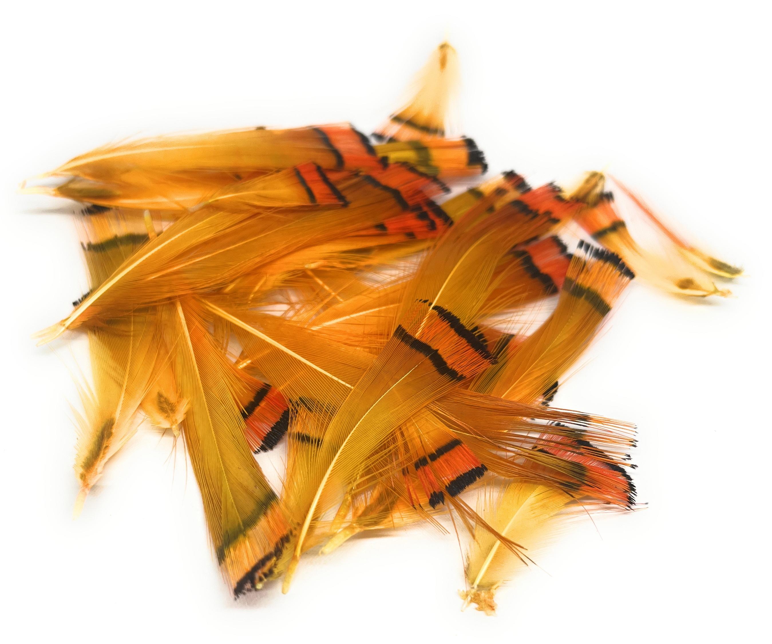 Sunburst Pack of Golden Pheasant  Tippet Feathers