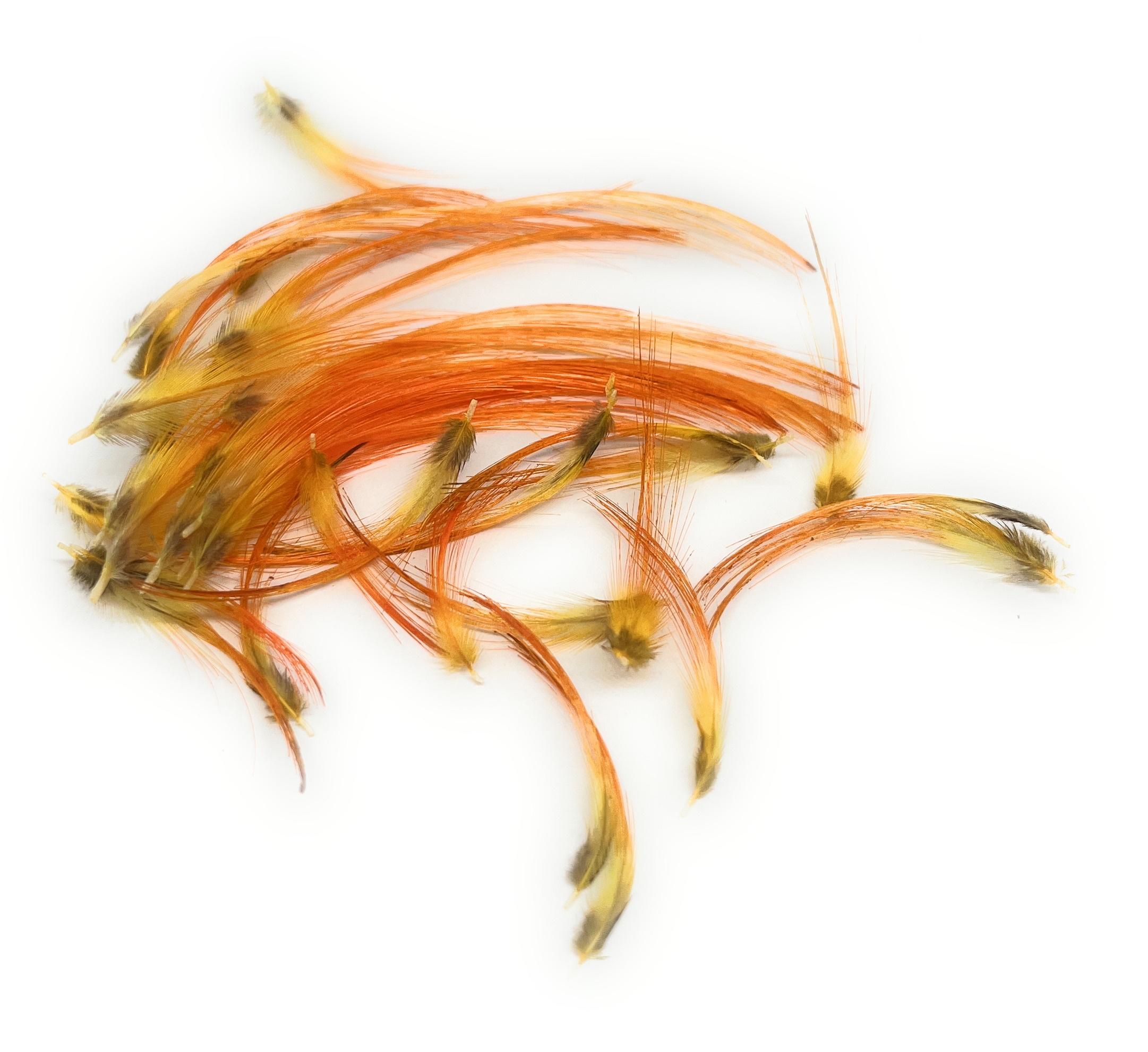Sunburst Pack of Golden Pheasant  Topping Feathers