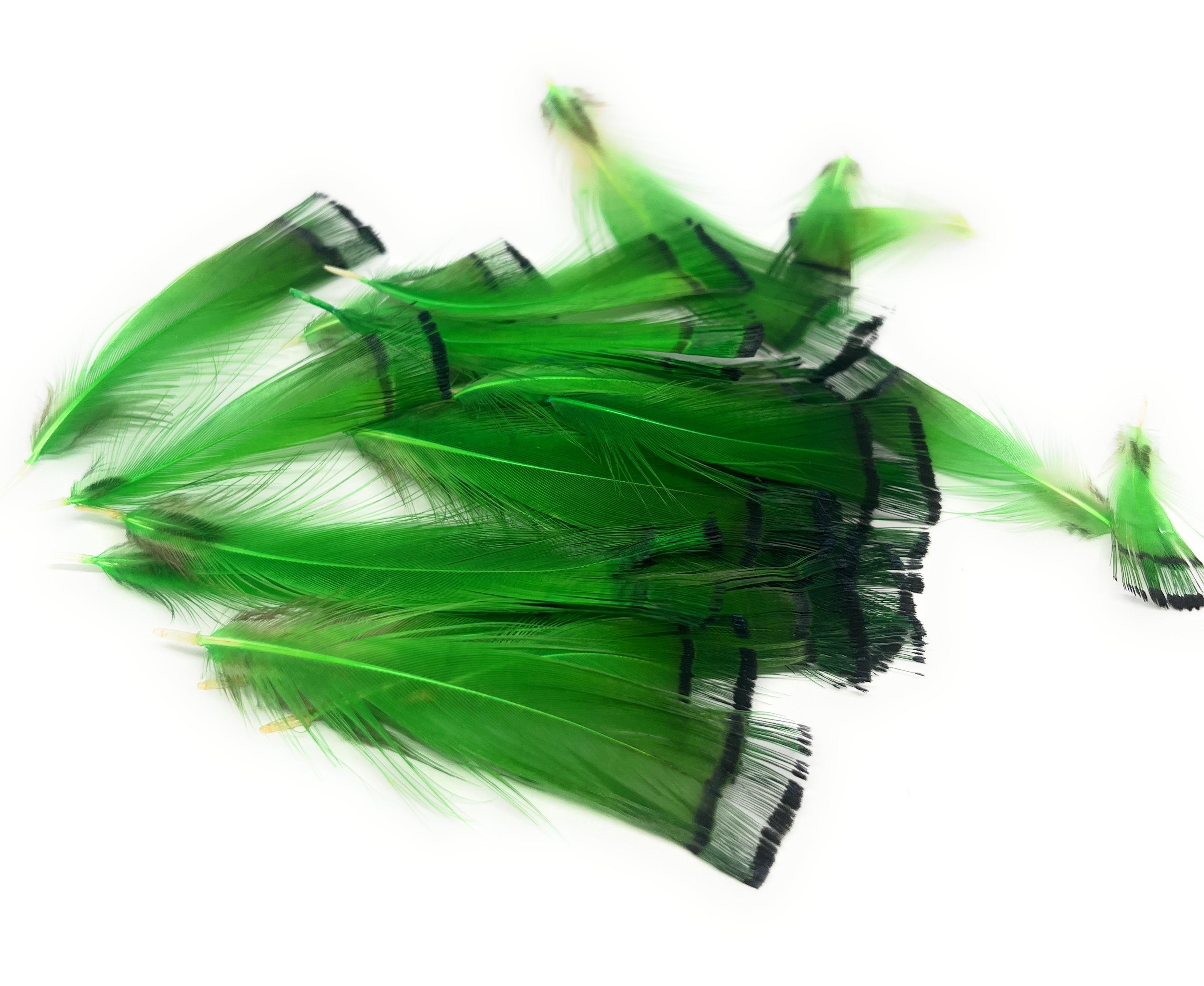 Lime Pack of Golden Pheasant  Tippet Feathers