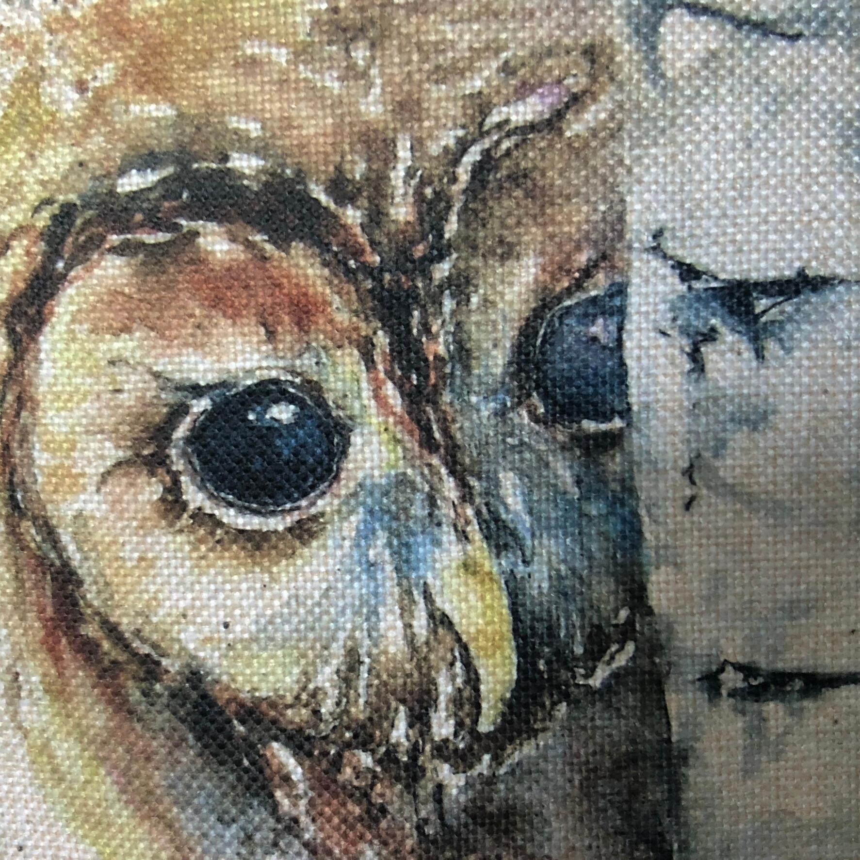 tawny owl detail