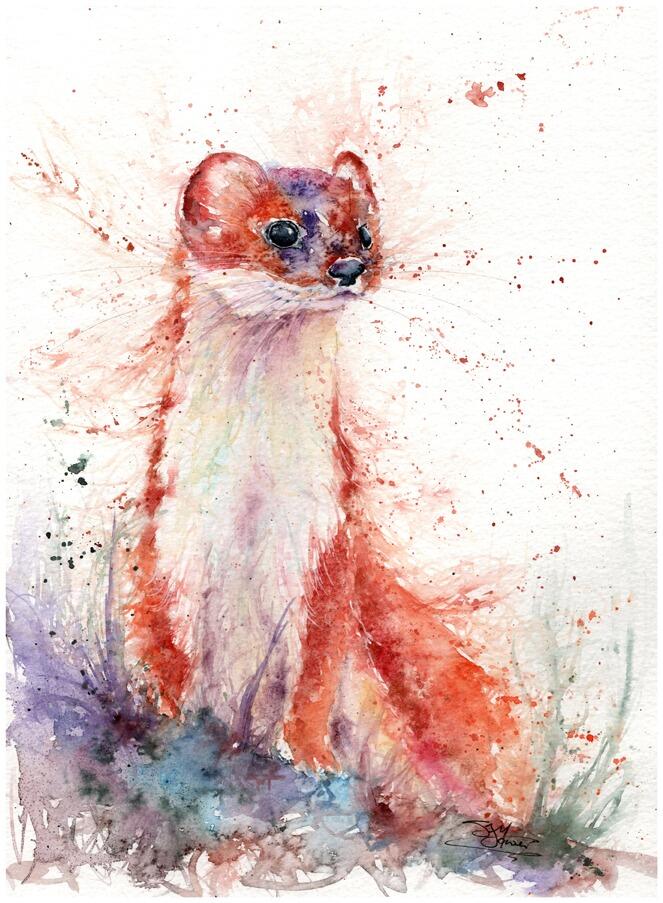 stoat watercolour