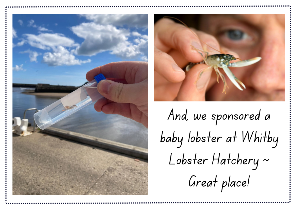 Postcard from Whitby with the text 'And, we sponsored a baby lobster at Whitby Lobster Hatchery ~ Great place!' with two images of a human hand holding a tiny baby lobster.