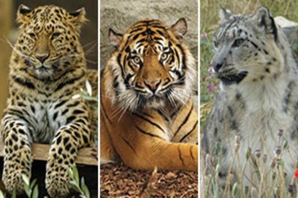 Big Cat Encounter and Afternoon Tea for Two at Twycross Zoo