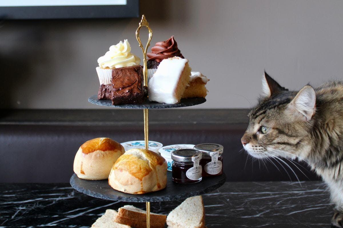 Afternoon Tea for Two at Java Whiskers Cat Café, London