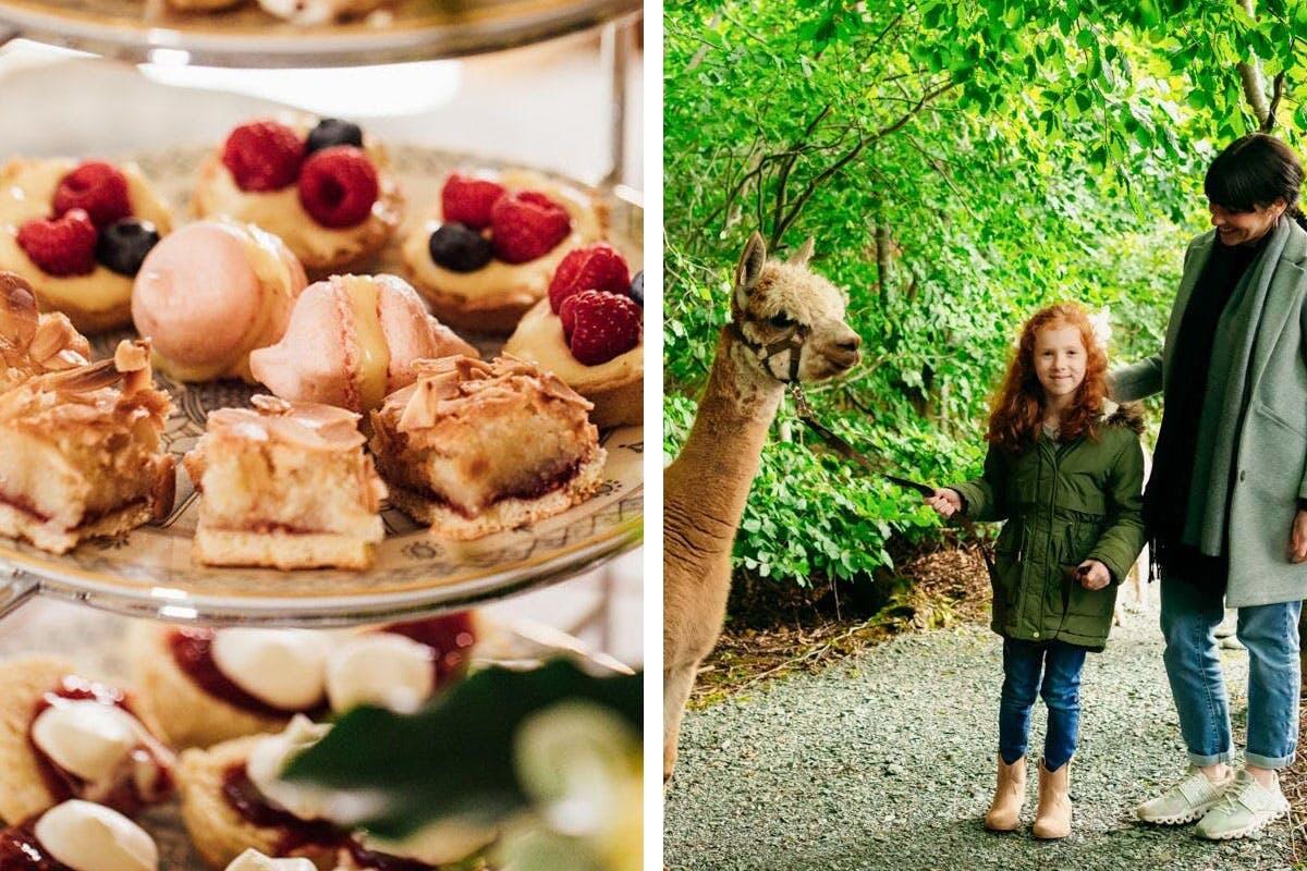 Guided Alpaca Trekking with Sparkling Afternoon Tea at Montalto Estate, for Two | Afternoon Tea for Two | Virgin Experience Days / Voucher