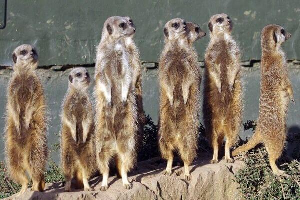 Family Meerkat Encounter and Afternoon Tea for Four at Twycross Zoo
