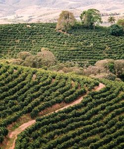Image of Brazil Santos Coffee region