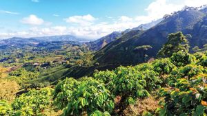 Peru Coffee