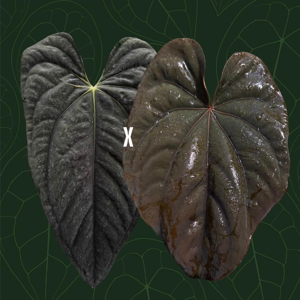 Anthurium papillilaminum RA6 x dressleri PM2