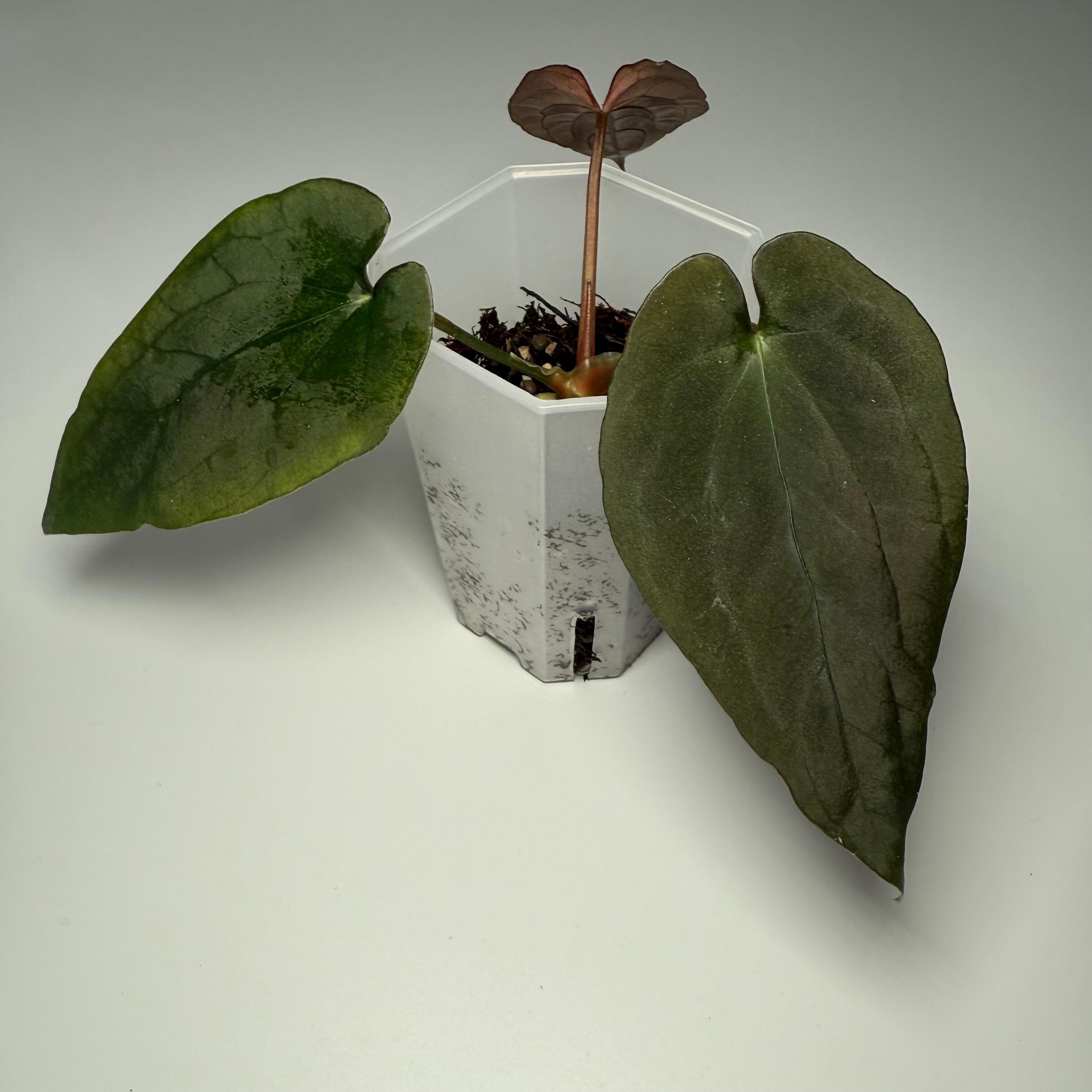 Plant for sale