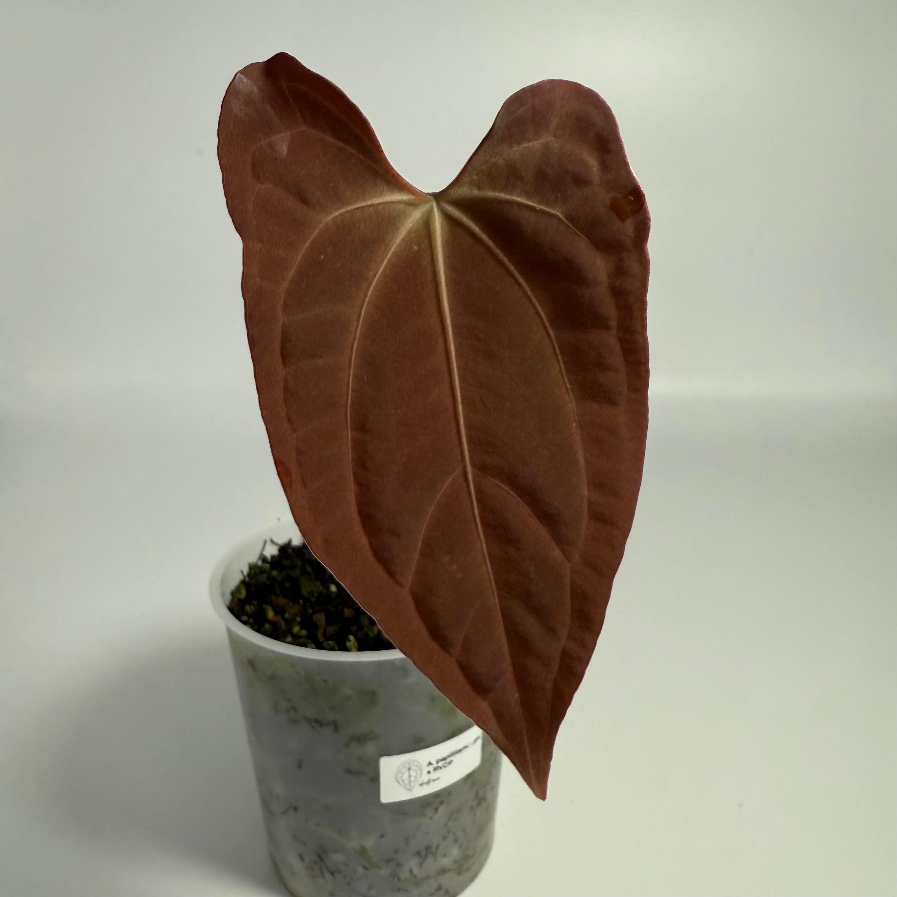Plant for sale