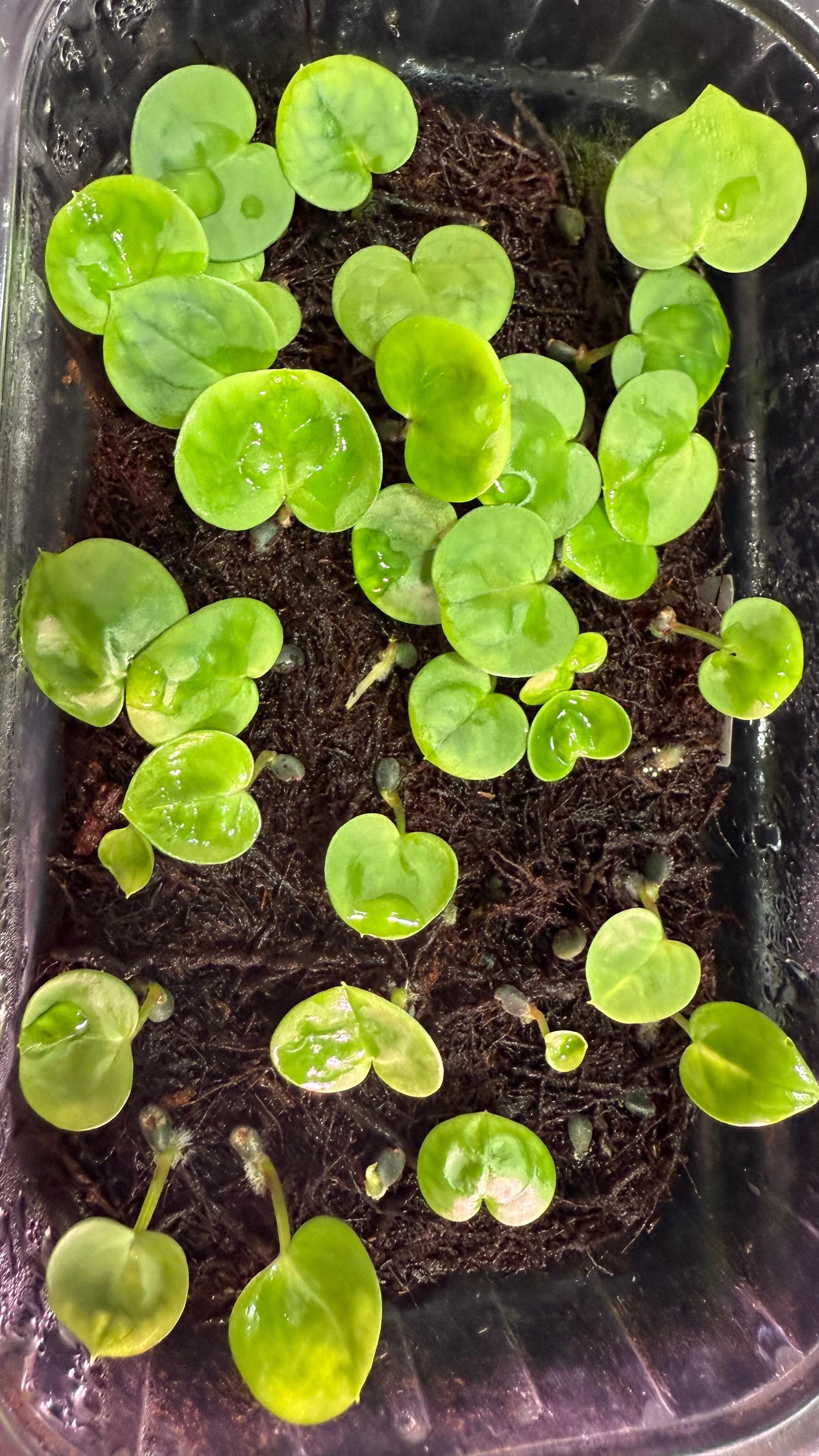 Grower's choice seedlings for sale