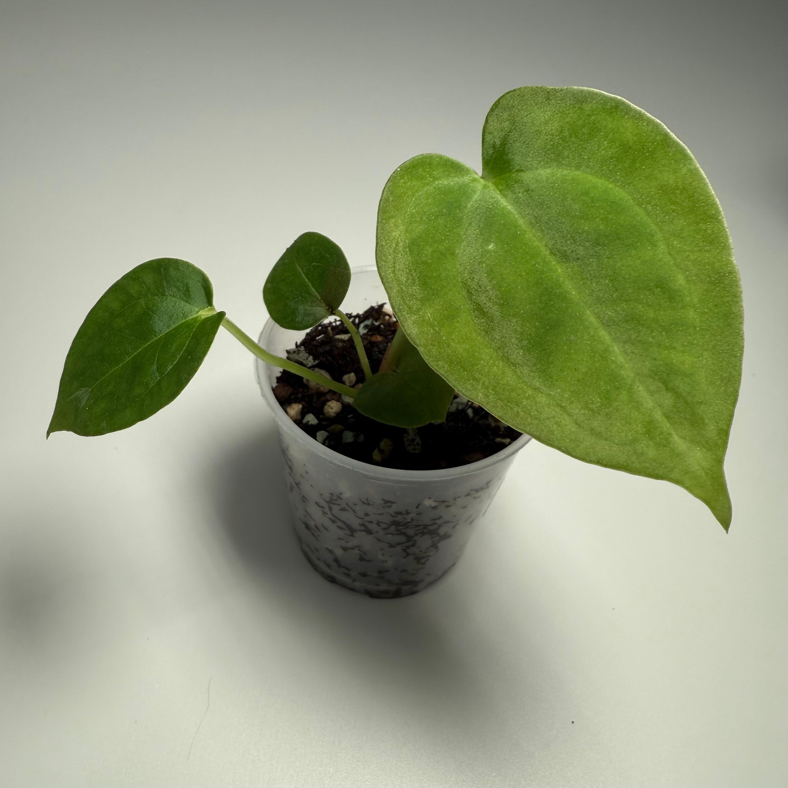 Plant C