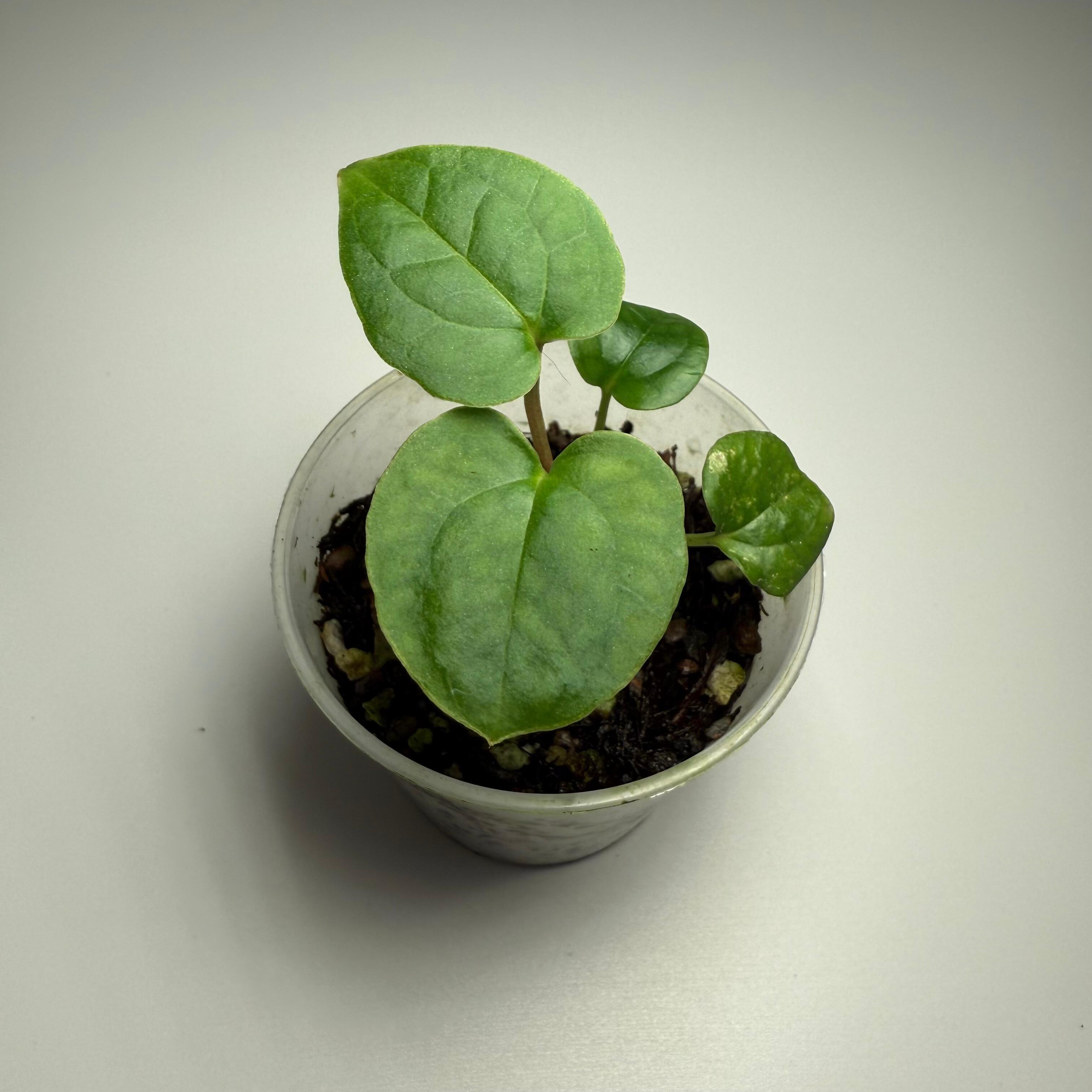 Anthurium papillilaminum Fort Sherman x self