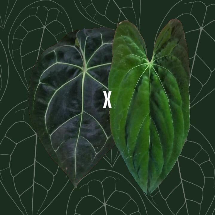 Anthurium papillilaminum Fort Sherman x self