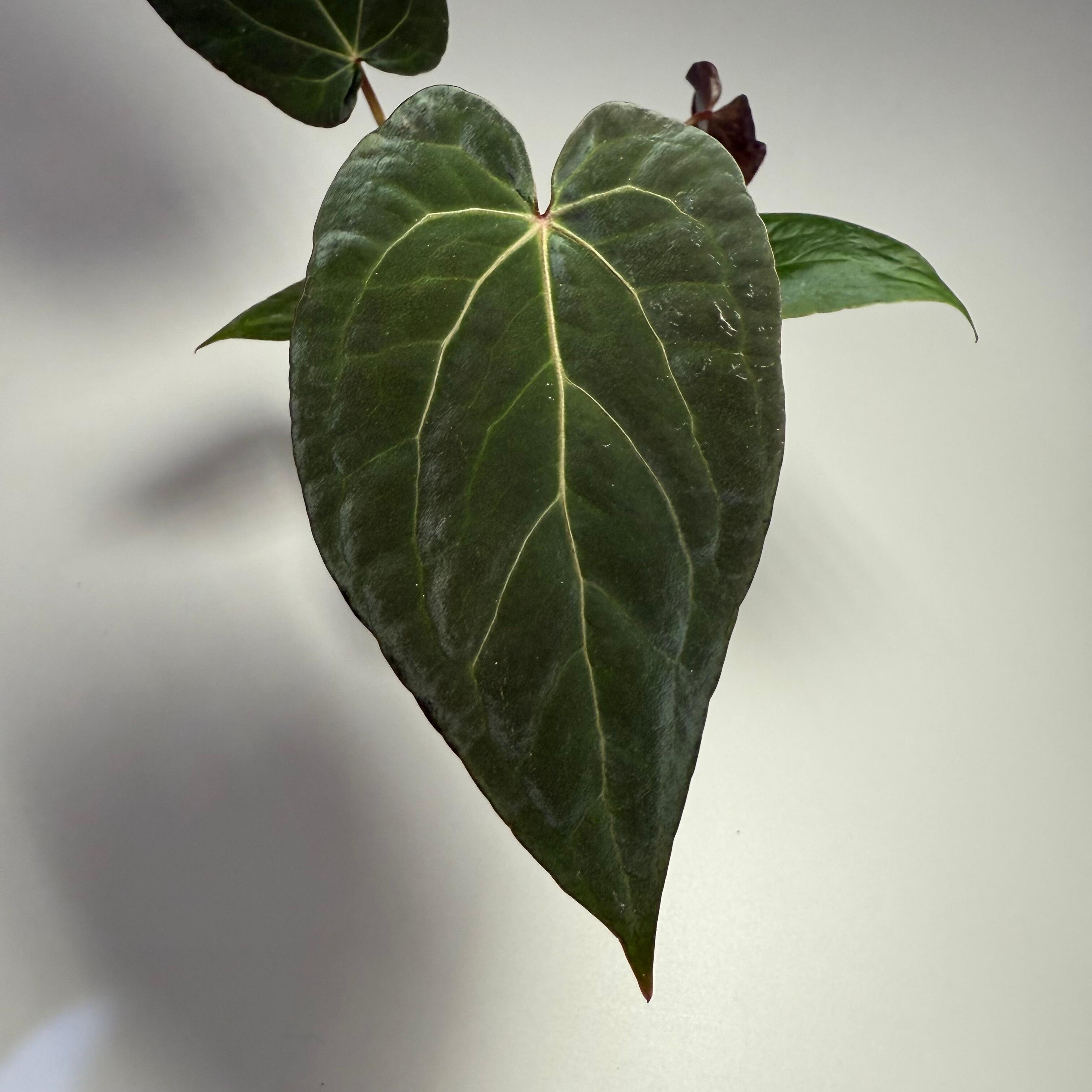 Anthurium-Papillilaminum-X-