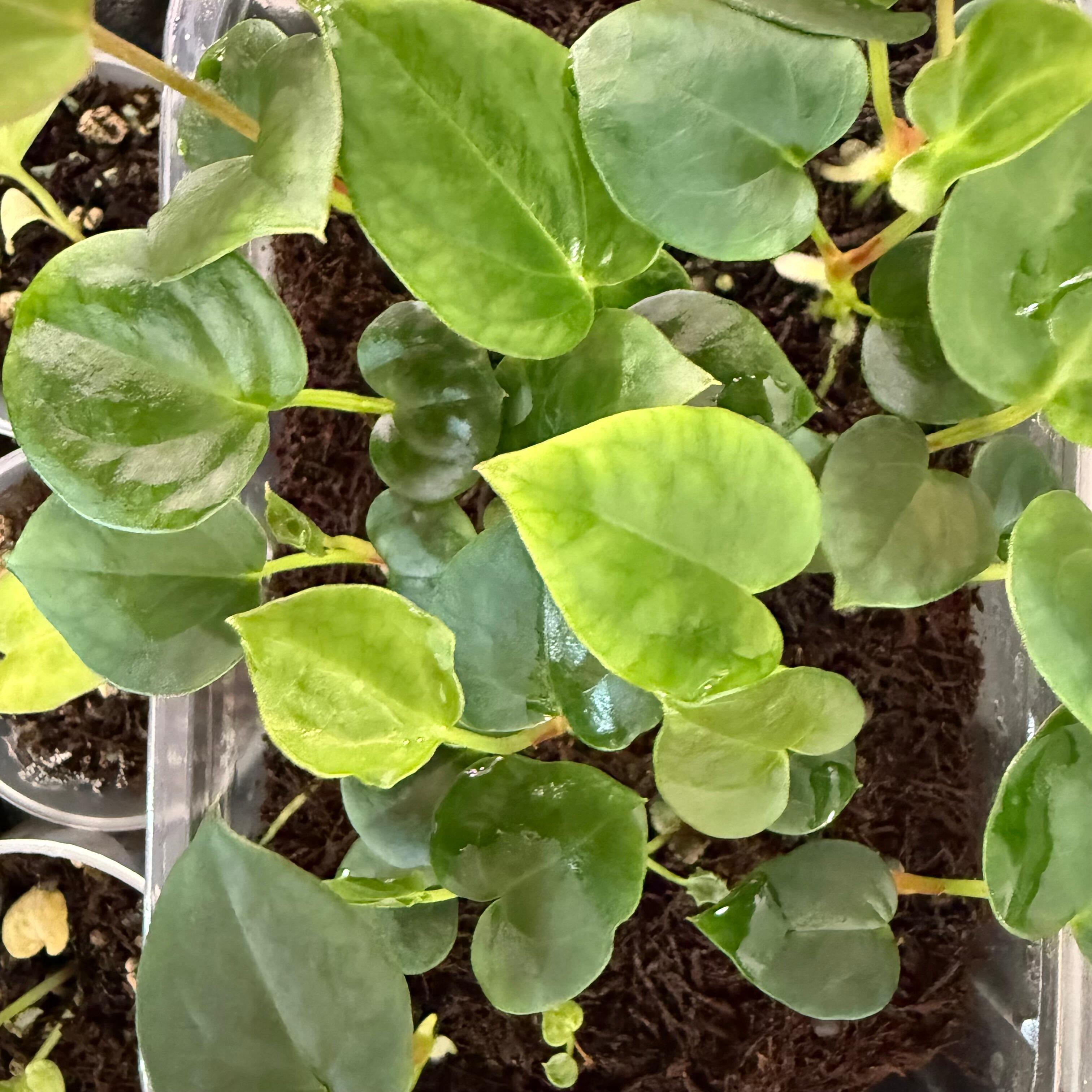 Grower's choice seedlings for sale