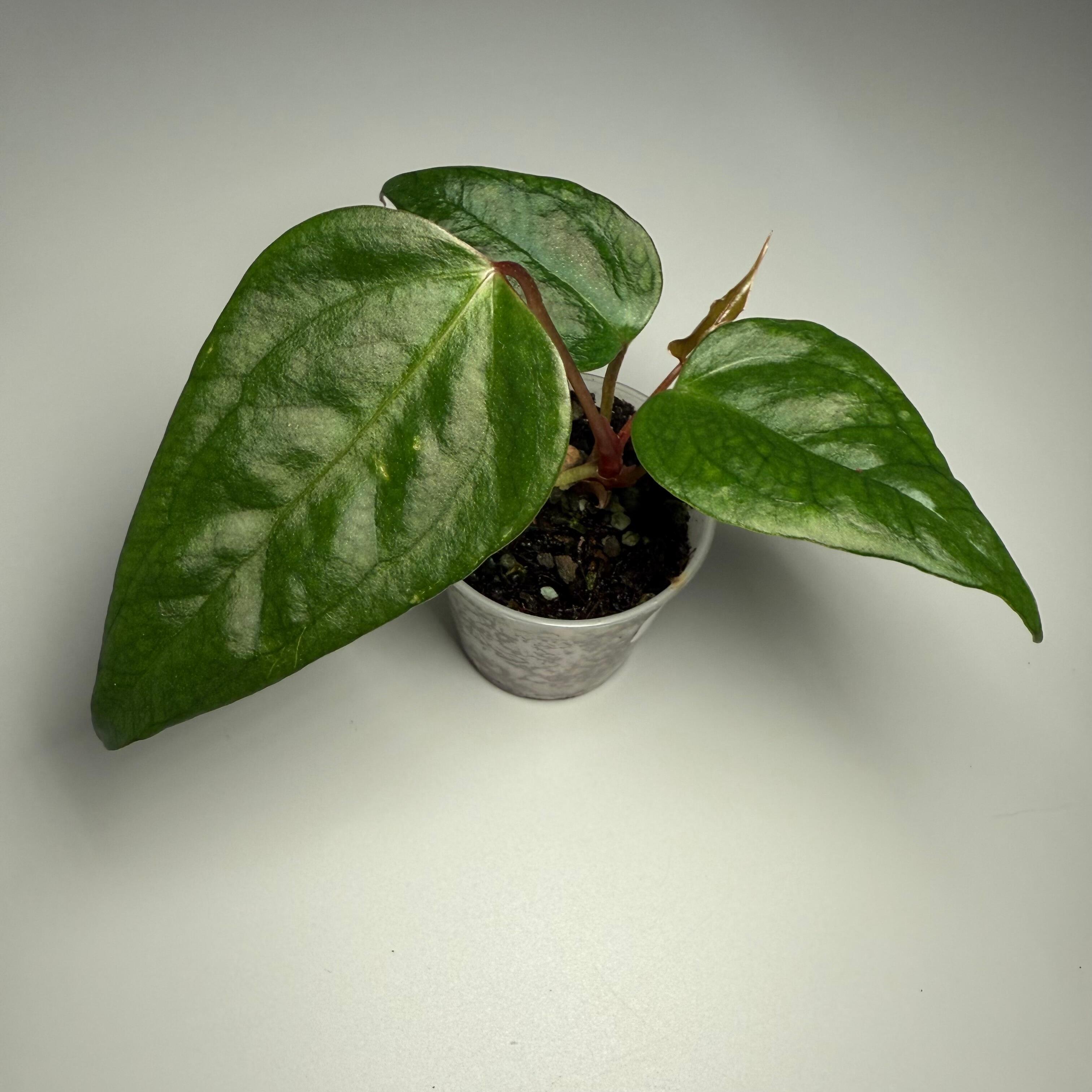 Plant for sale