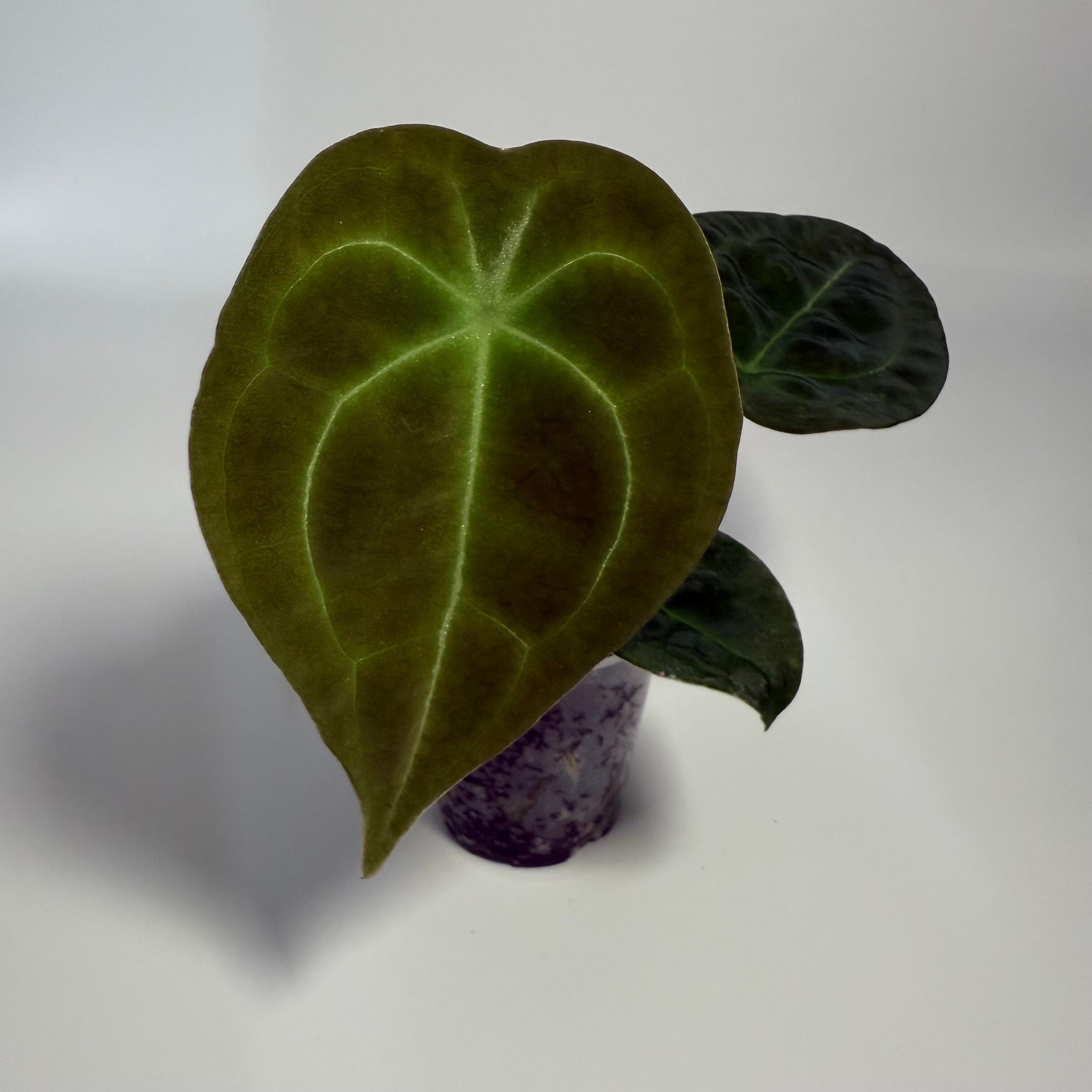 Prop for sale