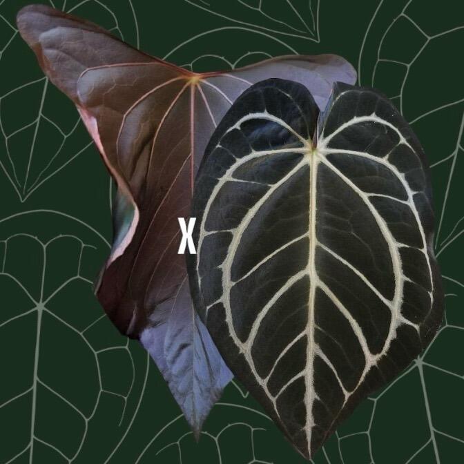 Parent plants