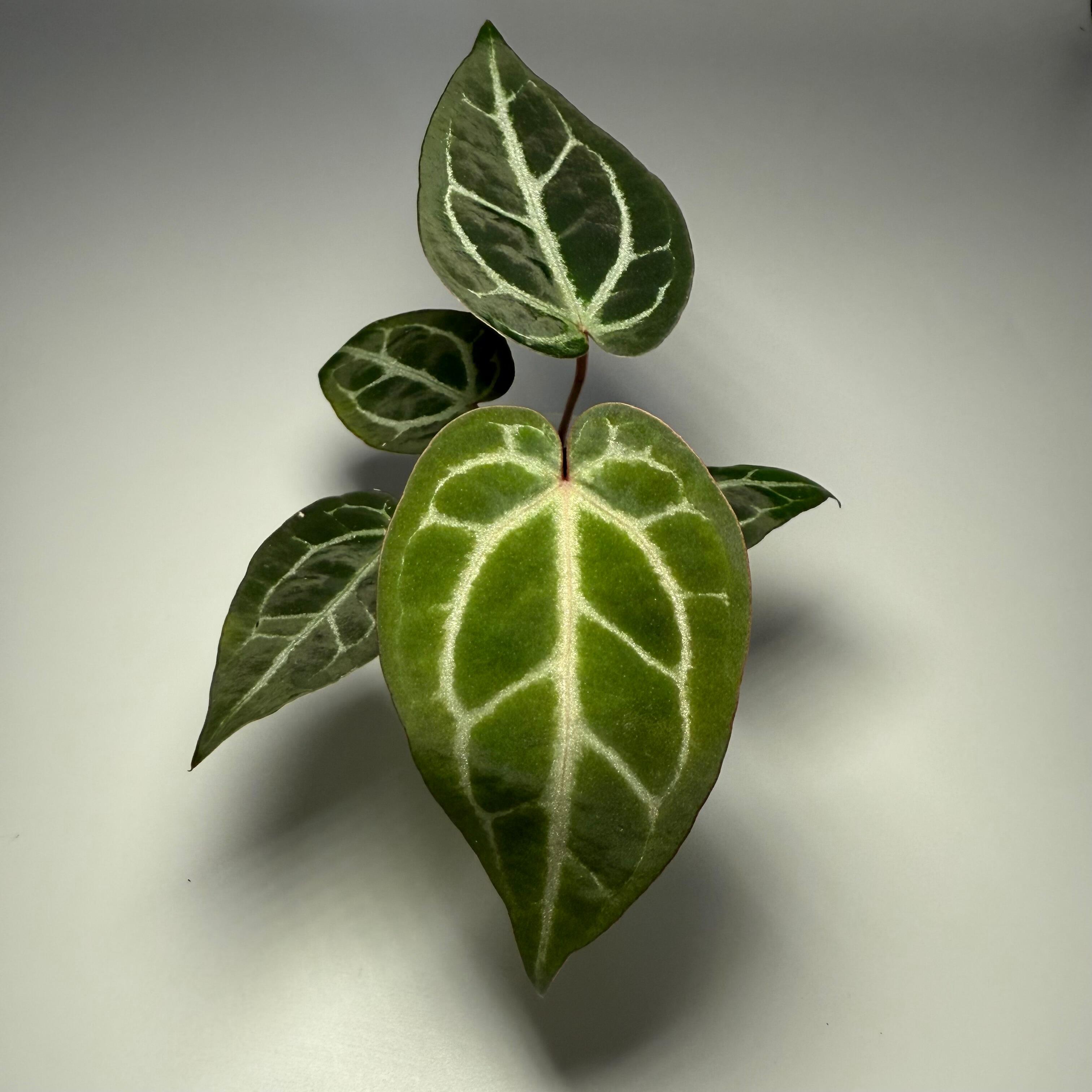 Plant J