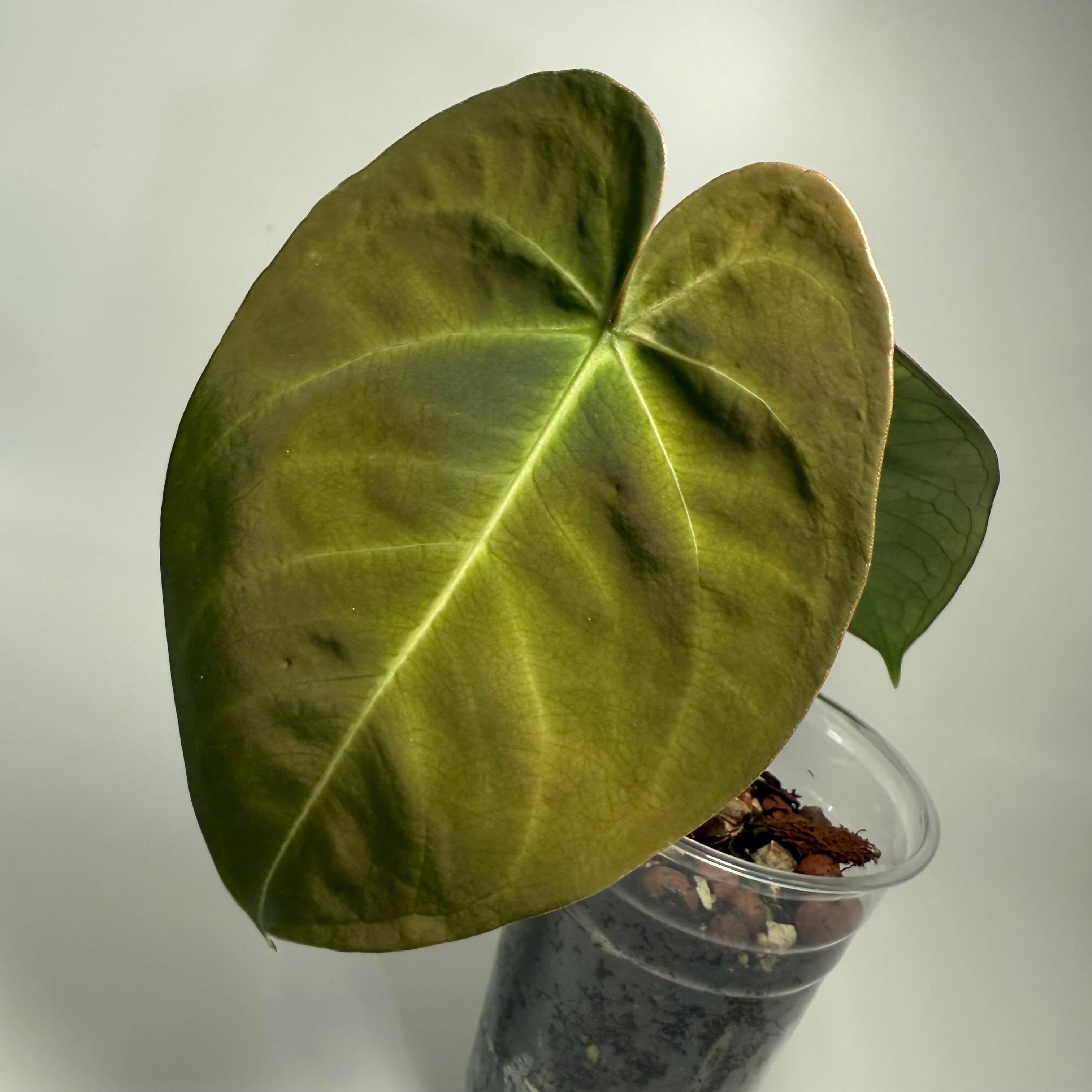 Plant for sale