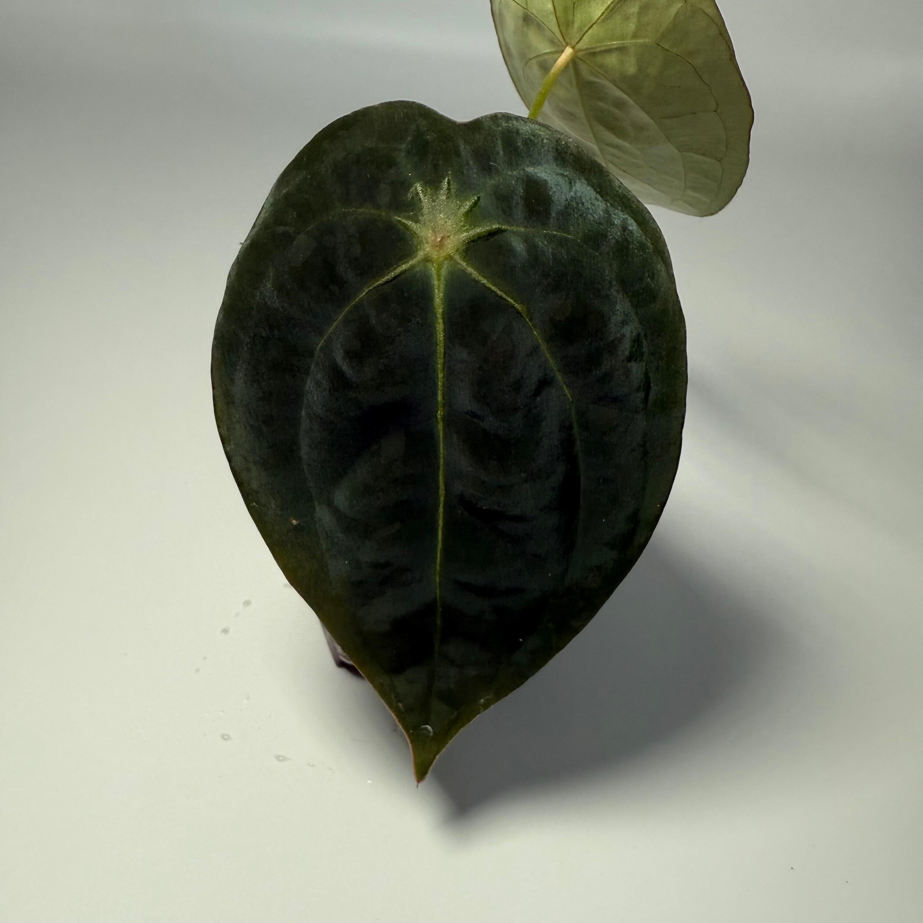 anthurium forgetii x Anthurium Forgetii x (Papillilaminum X Crystallinum)
